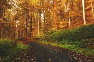 central michigan fall foliage