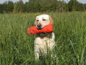 dog in backyard